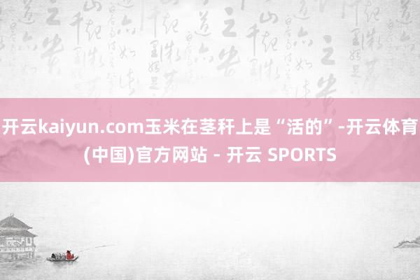 开云kaiyun.com玉米在茎秆上是“活的”-开云体育(中
